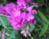 スイートピーの季節や開花時期は 種類についても詳しく解説 雑学ノート